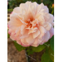 Shrub rose Gruss An Aachen