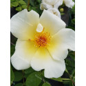 Shrub rose Golden Wings