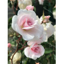 Shrub rose Mademoiselle Cecile Brunner