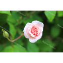 Shrub rose Mademoiselle Cecile Brunner