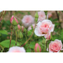 Shrub rose Mademoiselle Cecile Brunner