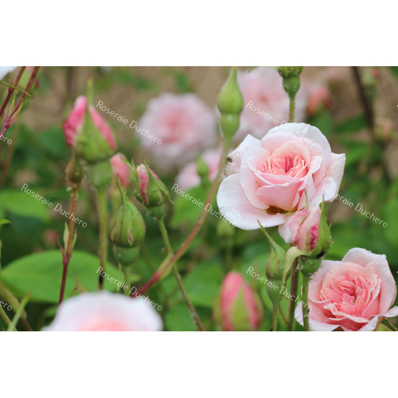 Shrub rose Mademoiselle Cecile Brunner