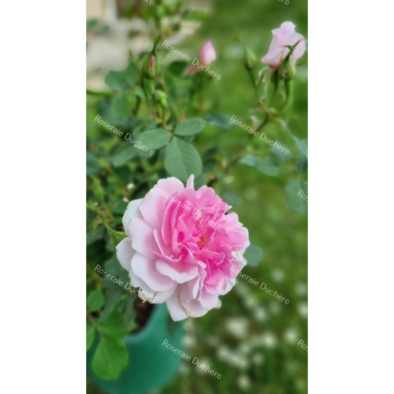 Rosier buisson Jacques Amyot