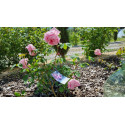 Shrub rose Madame Caroline Testout