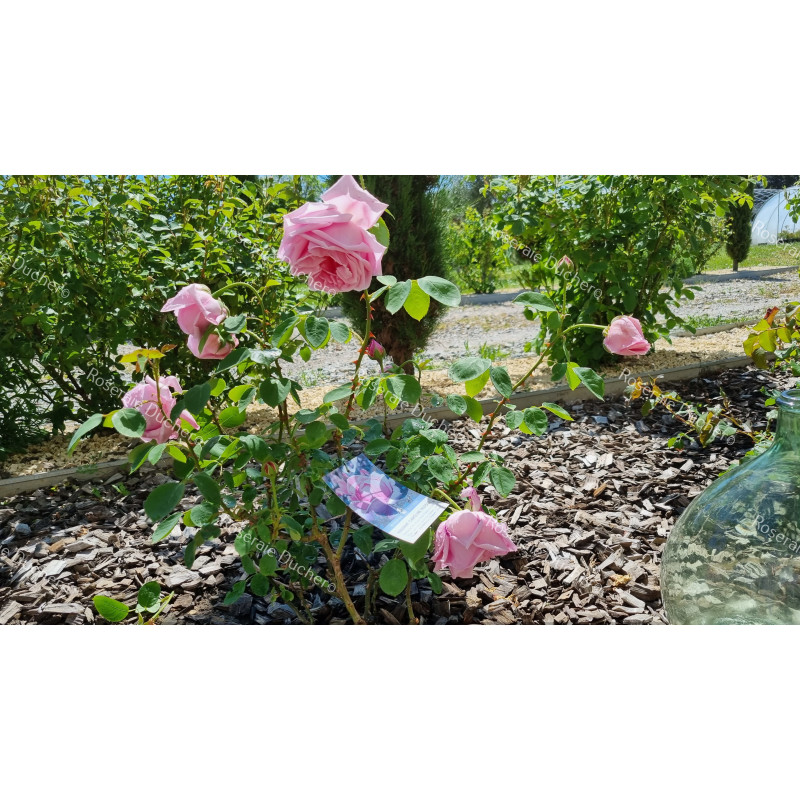 Shrub rose Madame Caroline Testout