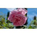 Shrub rose Madame Caroline Testout
