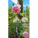 Shrub rose Madame Caroline Testout