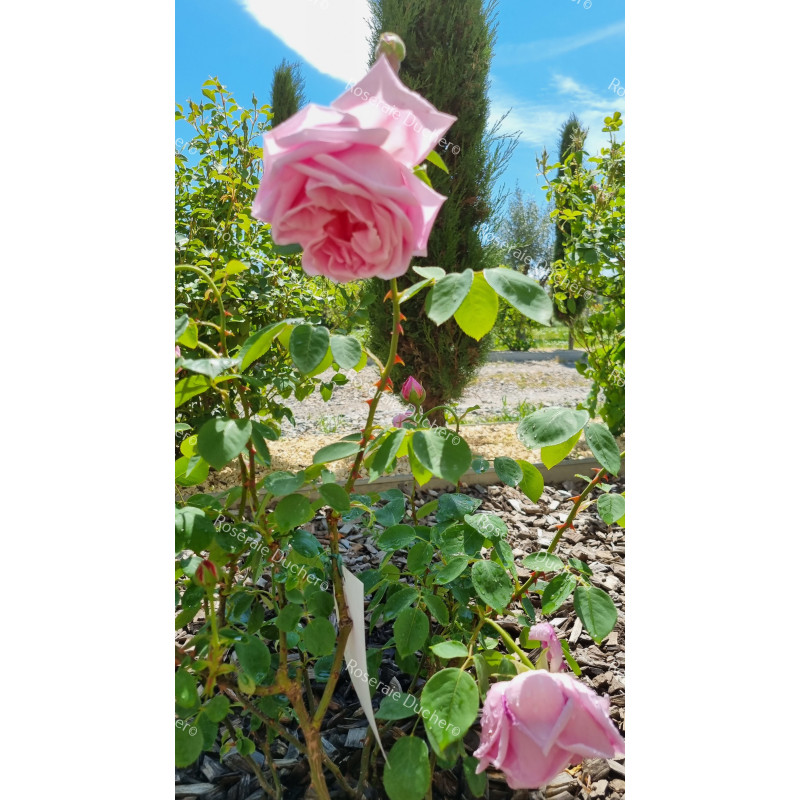 Shrub rose Madame Caroline Testout