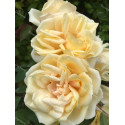 Climbing rose Reve d'Or