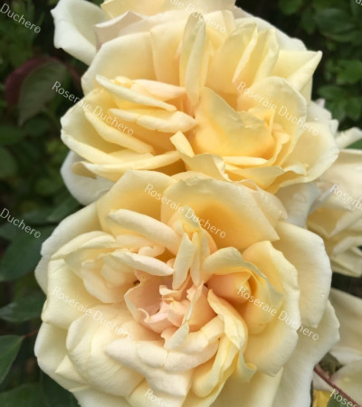 Climbing rose Reve d'Or