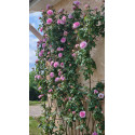 Climbing rose creation Florence Ducher ®