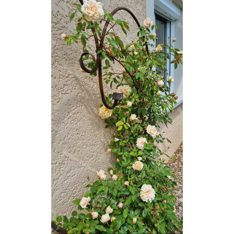 Climbing rose Reve d'Or