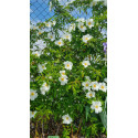 Rosier grimpant Laevigata / La rose des Cherokees