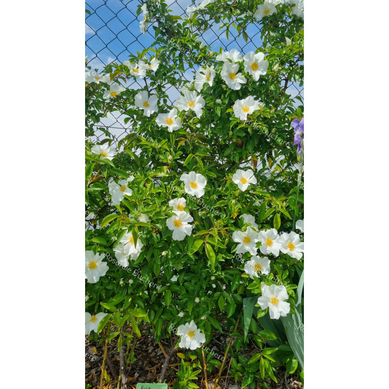 Climbing rose Laevigata