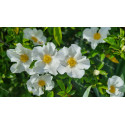 Climbing rose Laevigata