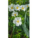 Climbing rose Laevigata