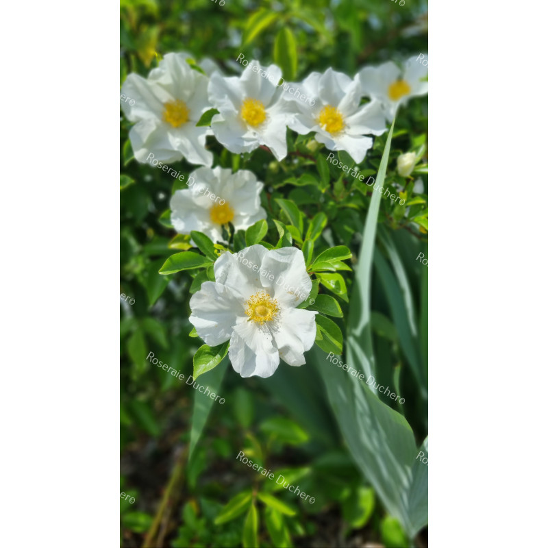 Rosier grimpant Laevigata / La rose des Cherokees