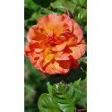 Shrub rose Westerland