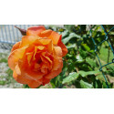 Shrub rose Westerland