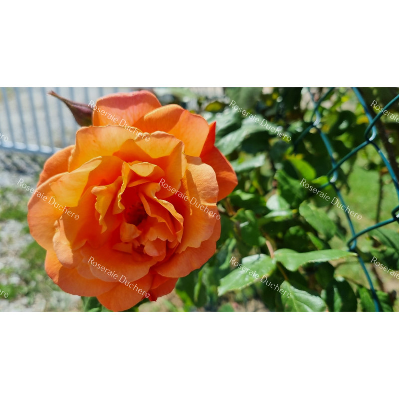 Shrub rose Westerland