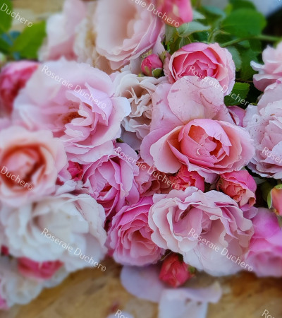 rosier buisson Pauline de Simiane