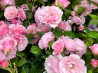 rosier buisson Pauline de Simiane