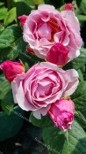rosier buisson Pauline de Simiane