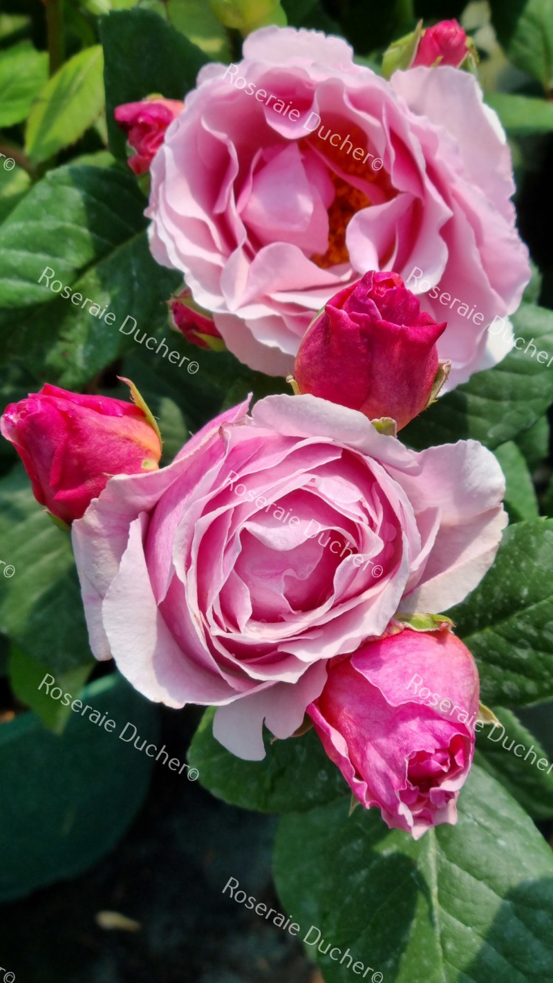 Roses Ducher-Shrub Pauline de Simiane ®