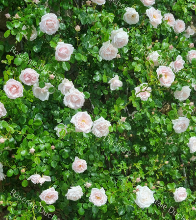 Climbing rose New Dawn