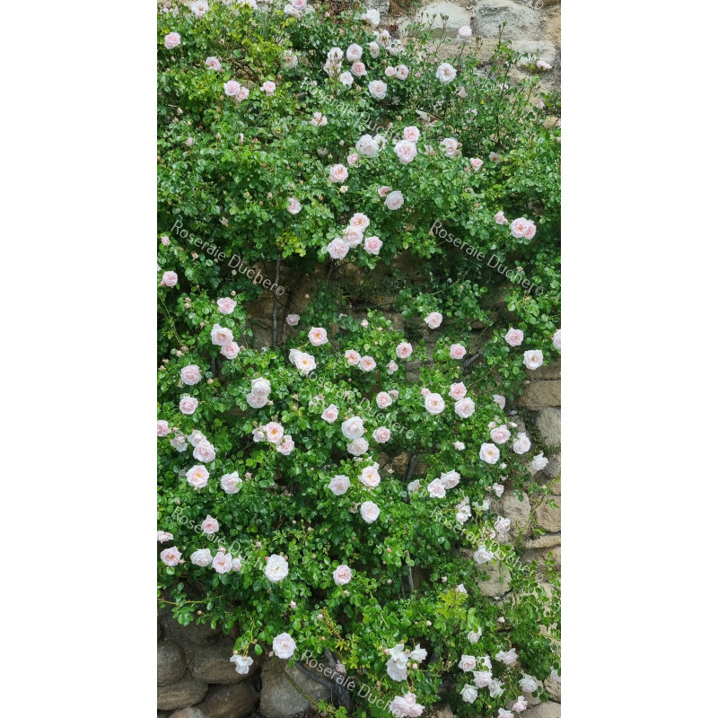 Rosier grimpant New Dawn