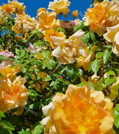Climbing rose Crepuscule
