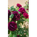 Climbing rose Souvenir du Docteur Jamain