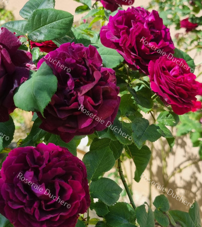 Climbing rose Souvenir du Docteur Jamain