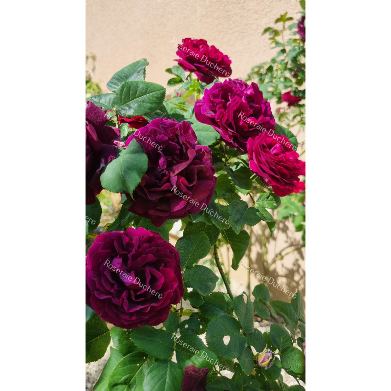 Climbing rose Souvenir du Docteur Jamain