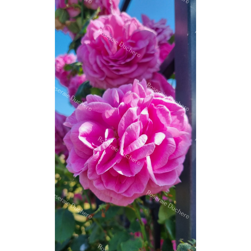 Climbing rose Madame Isaac Pereire