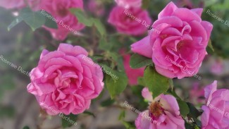 Climbing rose Souvenir de George Pernet Grimpant