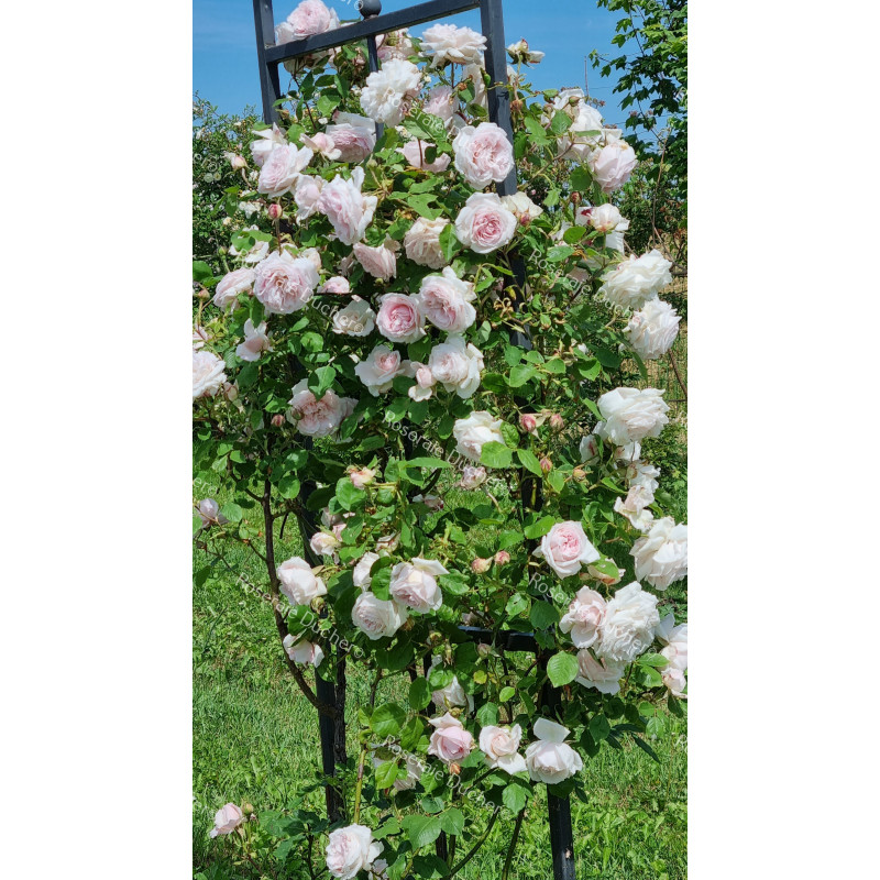 Climbing rose Captain Christy Climbing