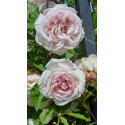 Climbing rose Captain Christy Climbing