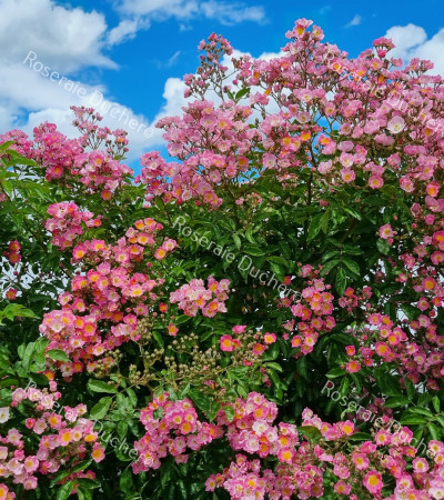 Climbing rose Maria Lisa