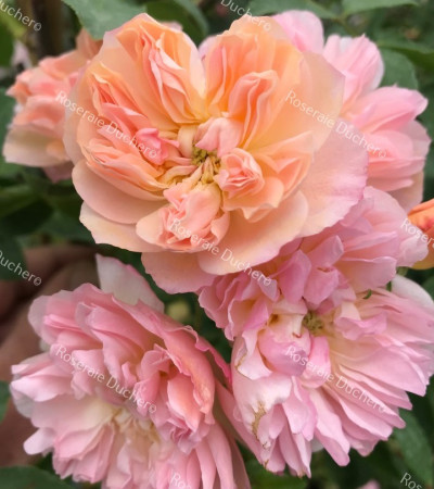 climbing rose Vincent Jeannerot ®