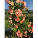 climbing rose Vincent Jeannerot ®