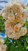 climbing rose Vincent Jeannerot ®