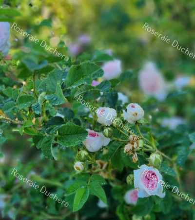 Shrub rose Cuisse de Nymphe Emue