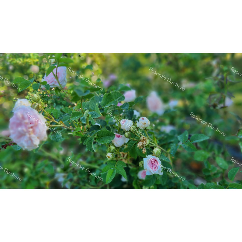 Rosier buisson Cuisse de Nymphe Emue