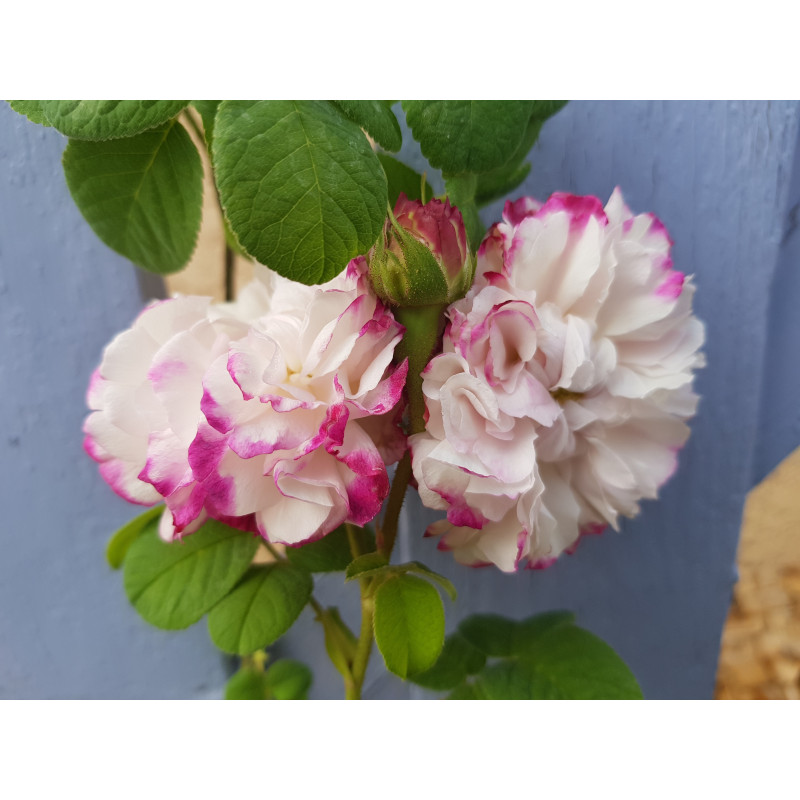 Leda (painted damask)