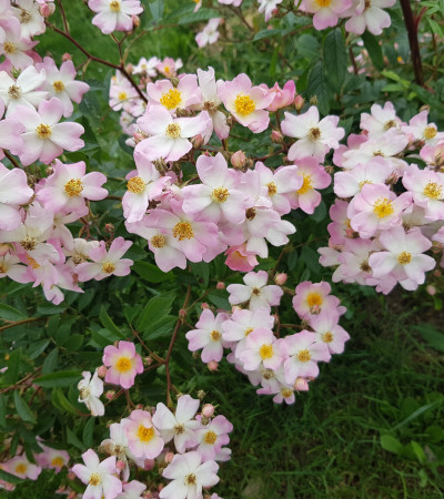 Shrub rose Aristée ®