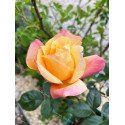 Climbing rose Sutter's Gold
