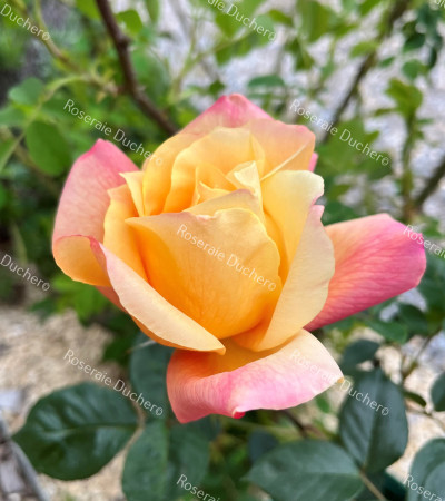 Climbing rose Sutter's Gold
