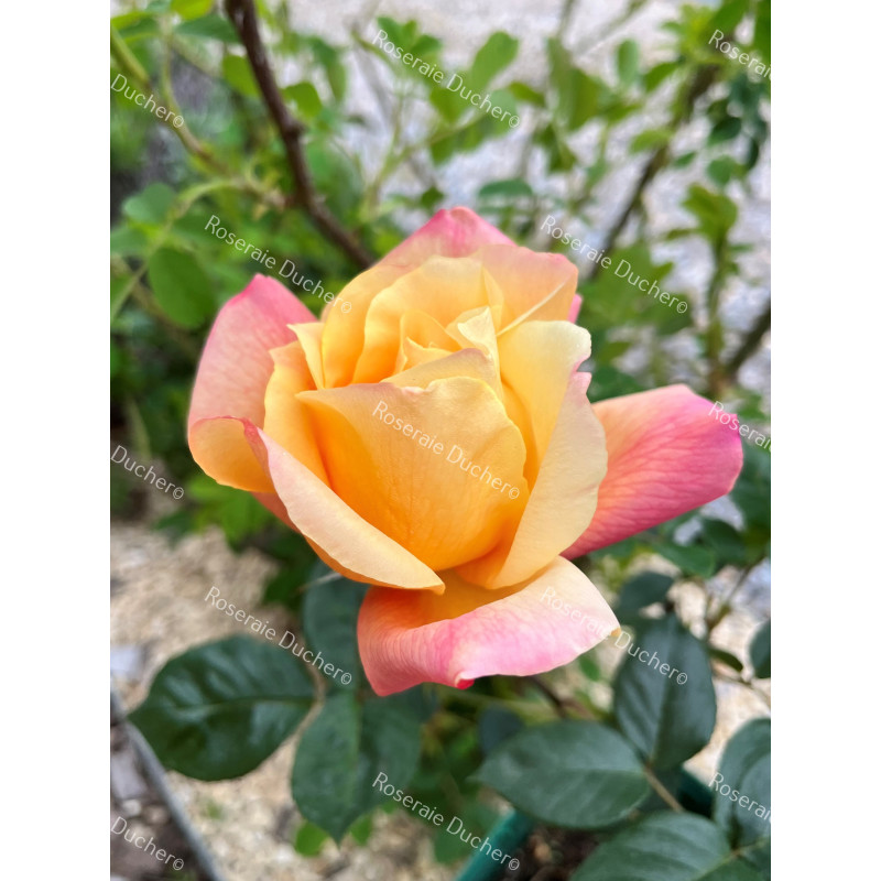 Climbing rose Sutter's Gold