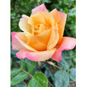 Climbing rose Sutter's Gold